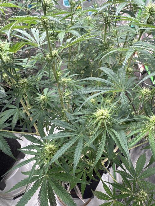 OG Kush. Week 5