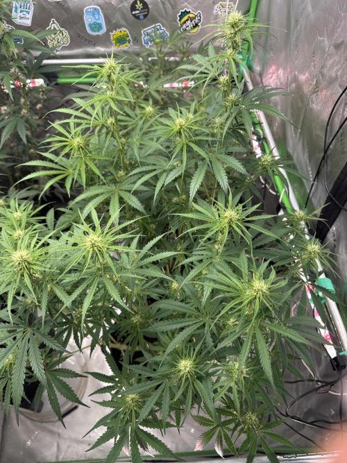 OG Kush. Week 5