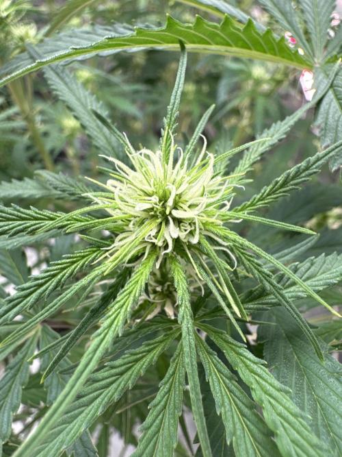 OG Kush. Week 5