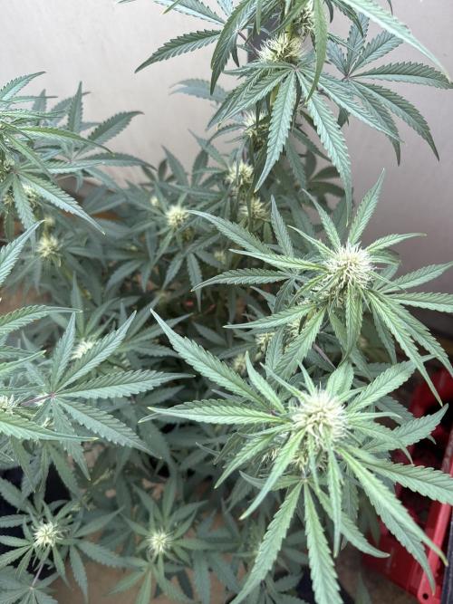Champion Mix Pack Fastbuds. Week 5
