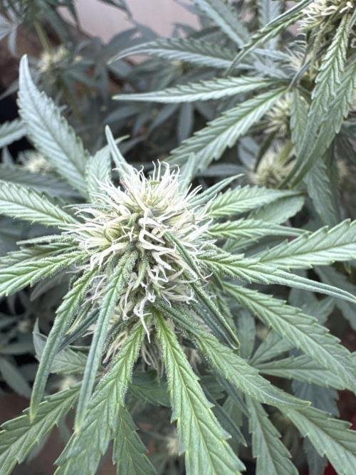 Champion Mix Pack Fastbuds. Week 5