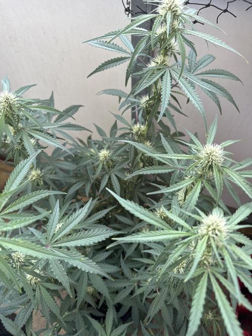 Champion Mix Pack Fastbuds. Week 5