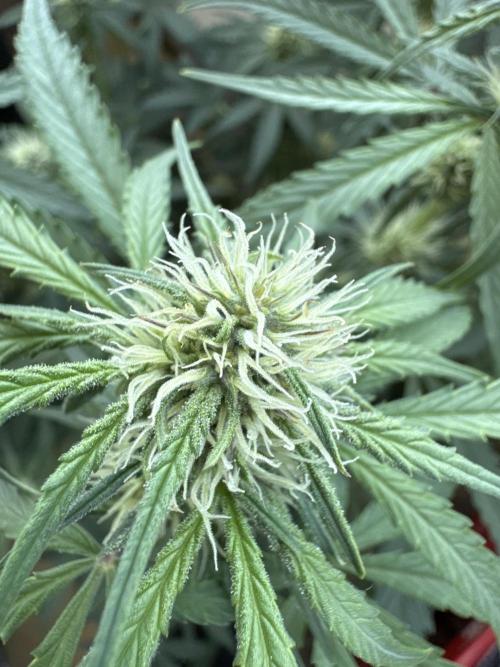 Champion Mix Pack Fastbuds. Week 5