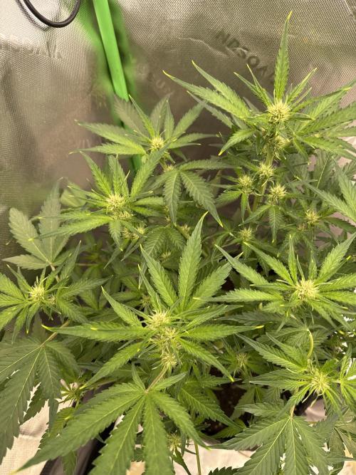 Apricot. Week 5