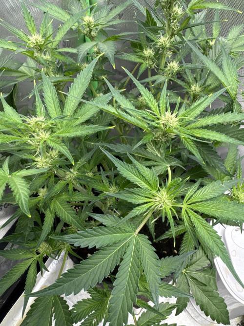 Apricot. Week 5