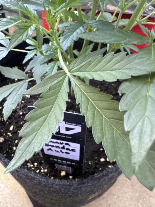 Guava Sundae Auto. Week 4