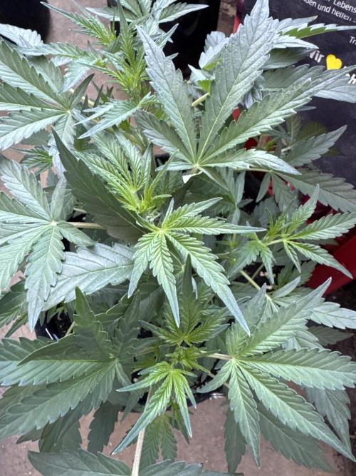 Guava Sundae Auto. Week 4