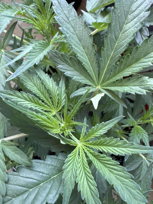 Guava Sundae Auto. Week 4