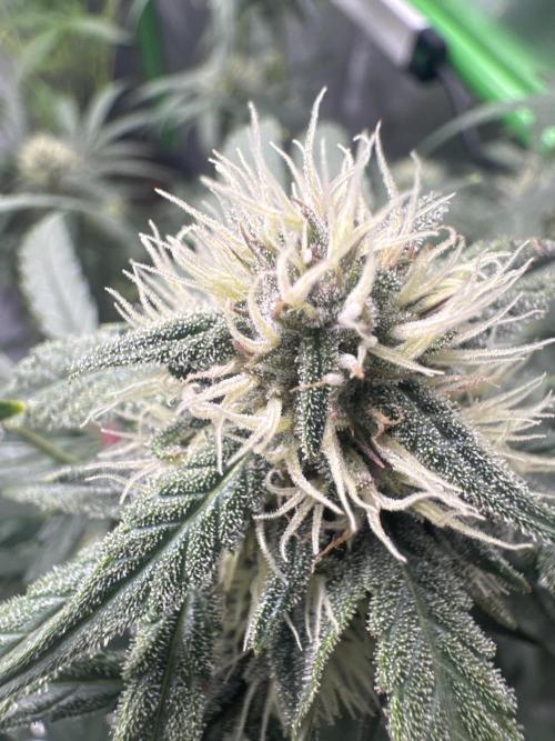Champion Mix Pack Fastbuds. Week 6