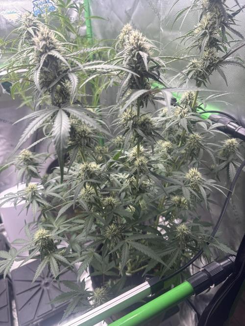 Champion Mix Pack Fastbuds. Week 6