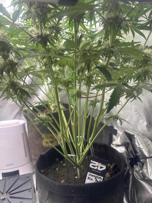 Champion Mix Pack Fastbuds. Week 6
