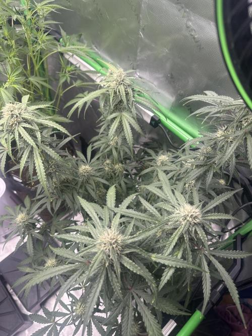 Unreleased Champions Mix Auto. Week 6
