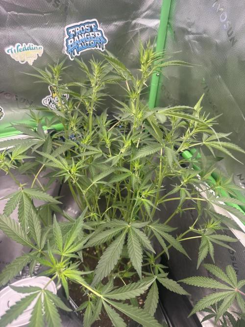 Guava Sundae Auto. Week 5