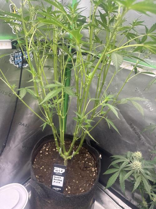 Guava Sundae Auto. Week 5