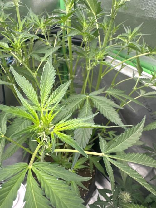 Guava Sundae Auto. Week 5