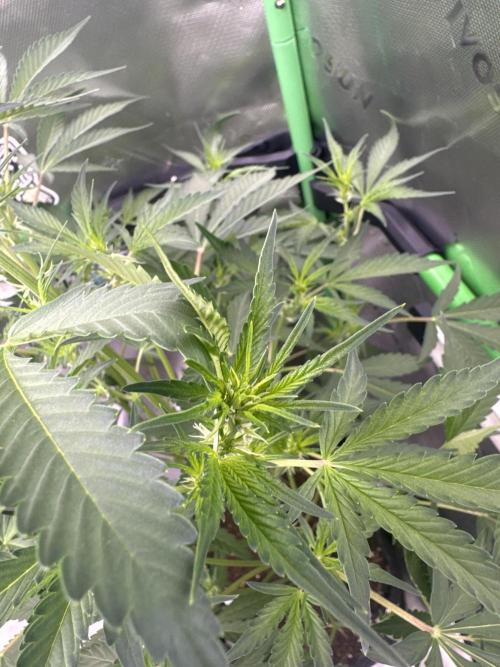 Guava Sundae Auto. Week 5