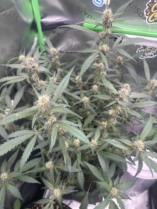 Apricot. Week 6