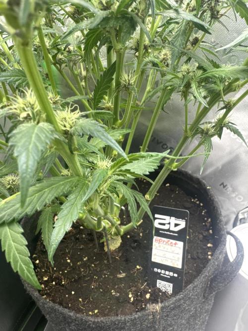 Apricot. Week 6