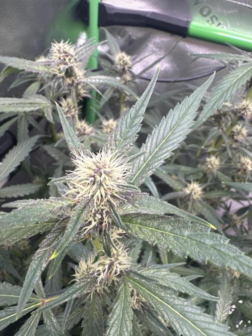 Apricot. Week 6