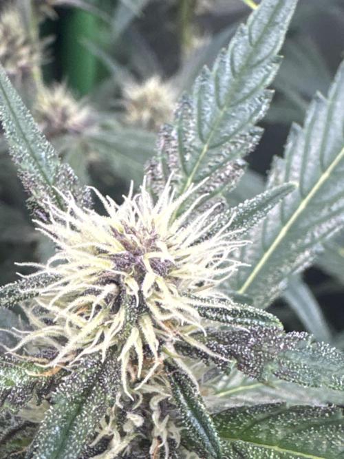 Apricot Auto. Week 6