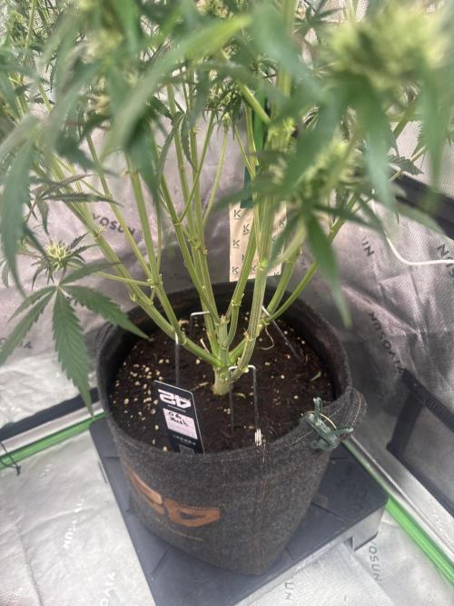 OG Kush. Week 6