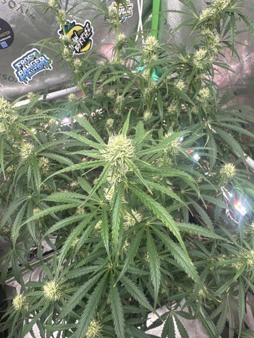 OG Kush. Week 6