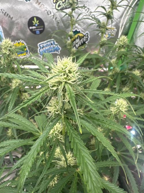 OG Kush. Week 6