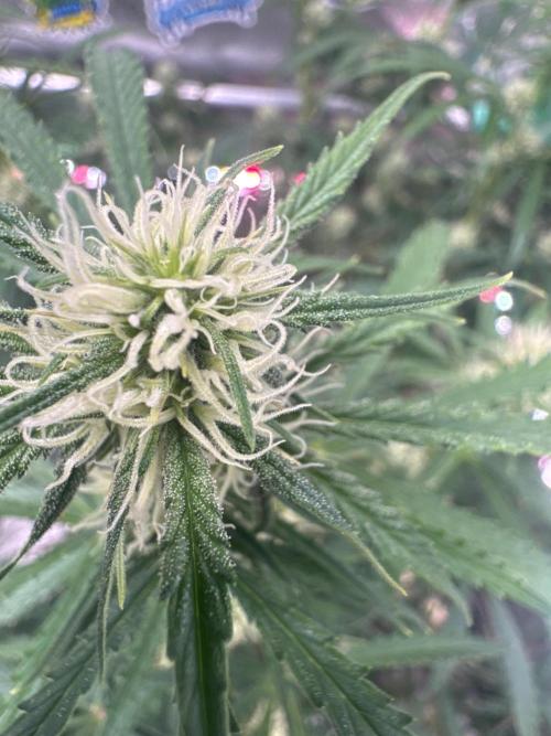 OG Kush. Week 6