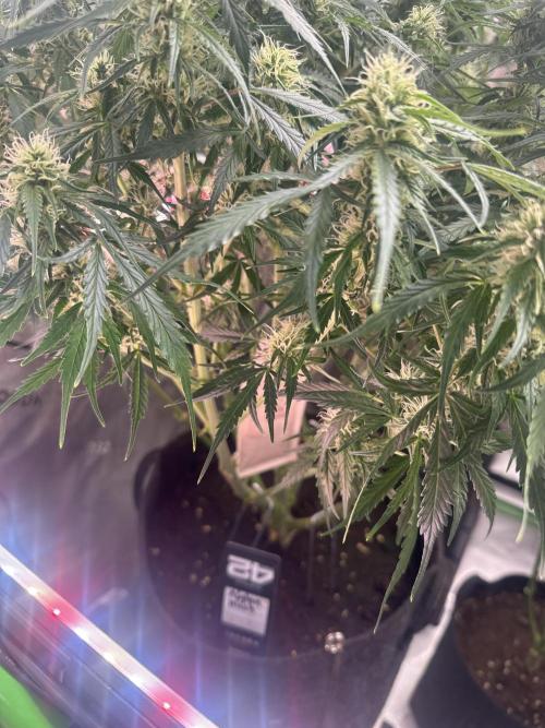 Afghan Kush. Week 6