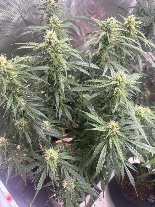 Afghan Kush. Week 6