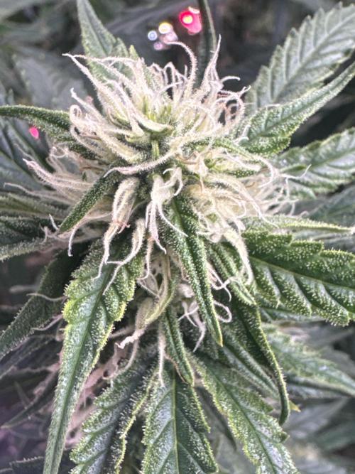 Afghan Kush. Week 6