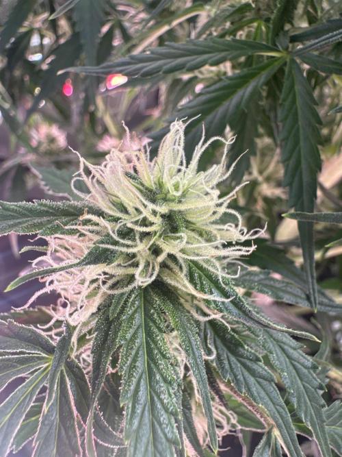 Afghan Kush. Week 6