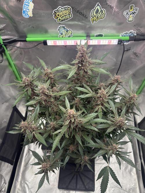 Apricot. Week 7