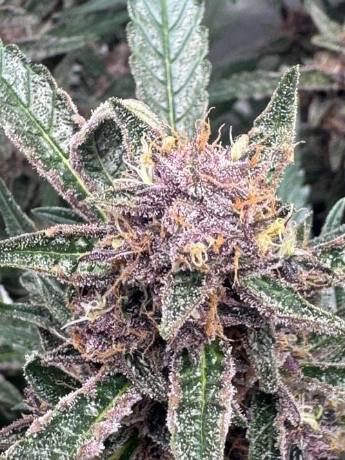 Apricot. Week 7