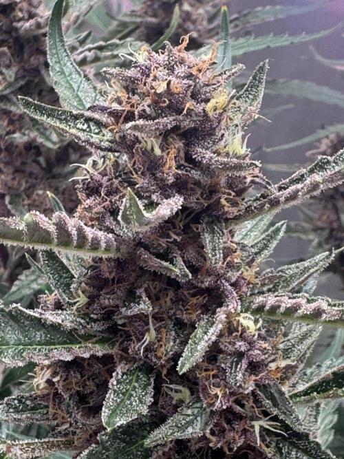 Apricot. Week 7