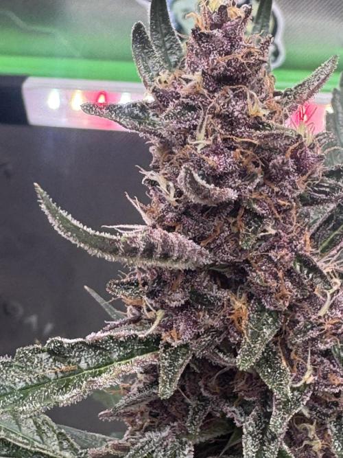 Apricot. Week 7