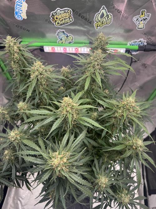 Afghan Kush. Week 7