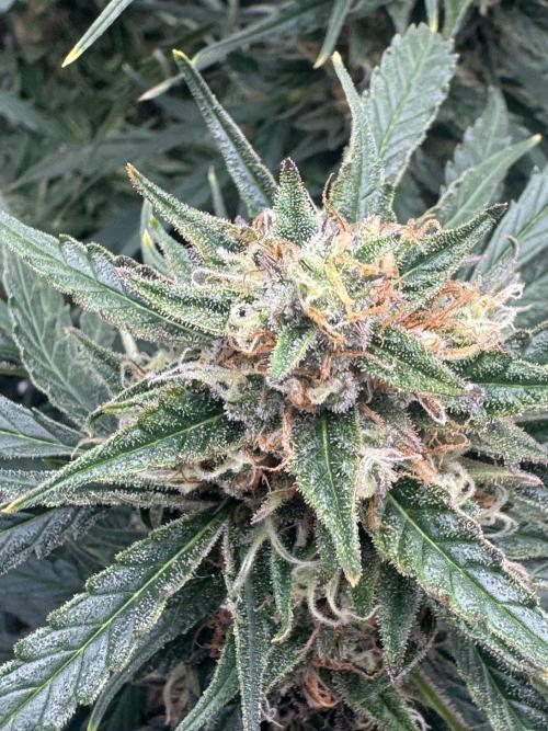 Afghan Kush. Week 7