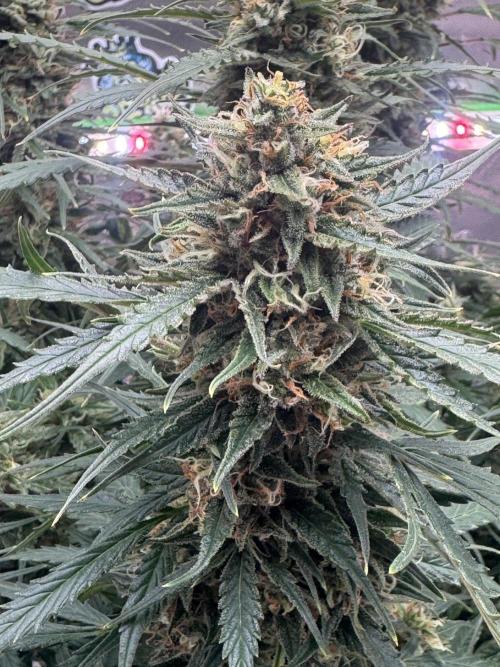 Afghan Kush. Week 7