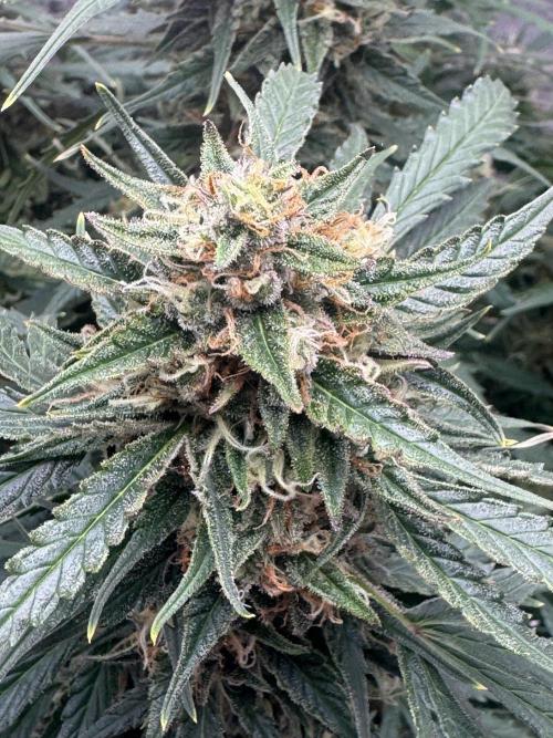 Afghan Kush Auto. Week 7