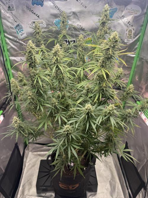 OG Kush. Week 7
