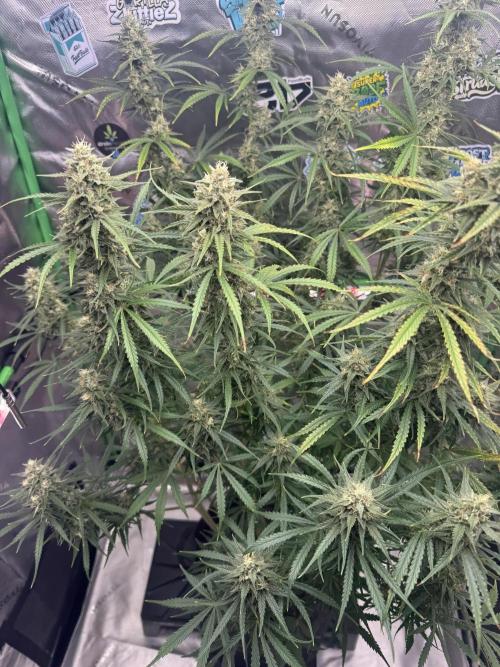 OG Kush. Week 7