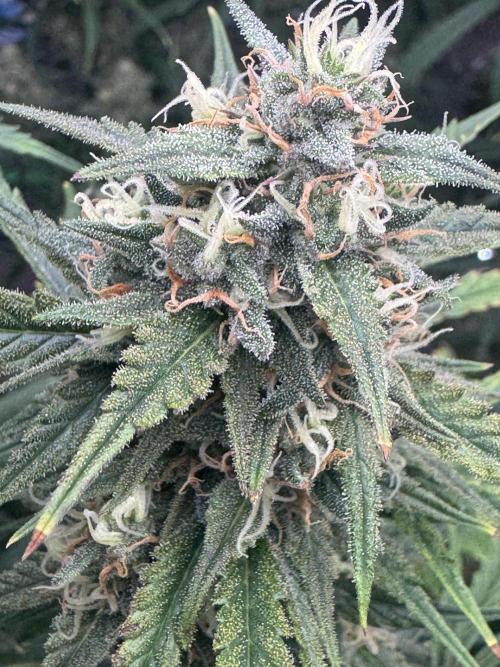 OG Kush. Week 7