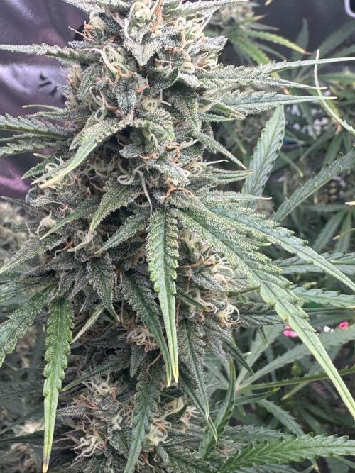OG Kush. Week 7