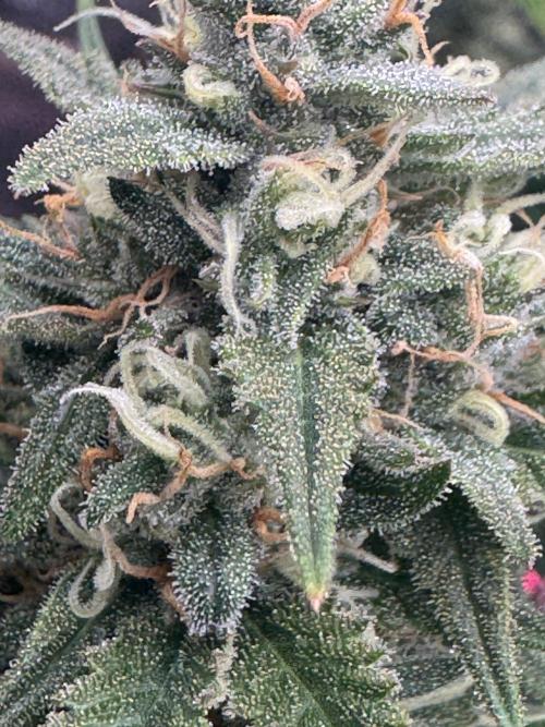 OG Kush. Week 7