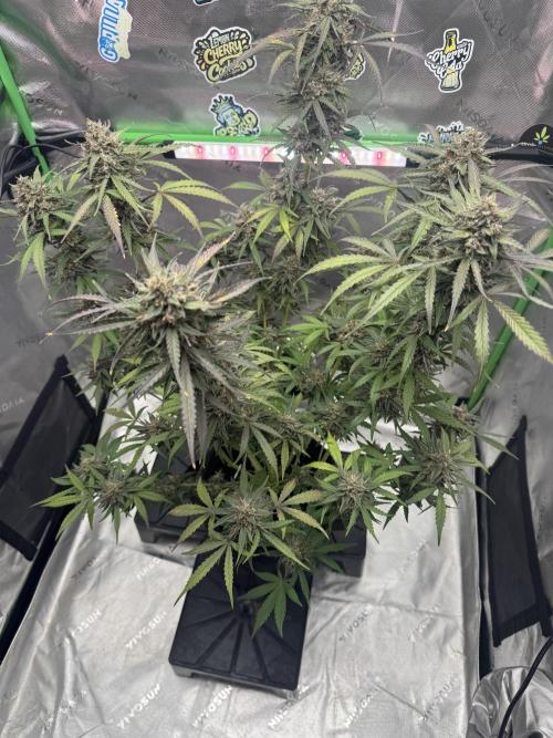 Champion Mix Pack Fastbuds. Week 7