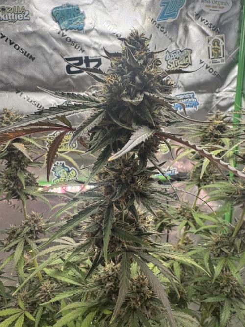 Champion Mix Pack Fastbuds. Week 7