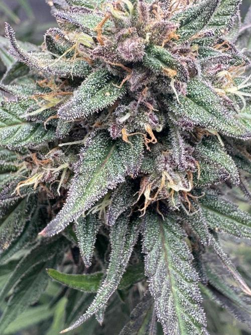 Champion Mix Pack Fastbuds. Week 7