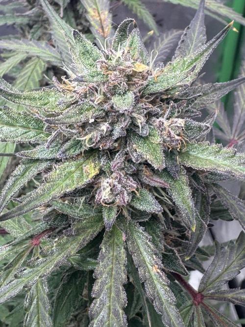 Champion Mix Pack Fastbuds. Week 7