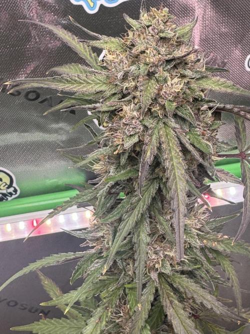 Champion Mix Pack Fastbuds. Week 7